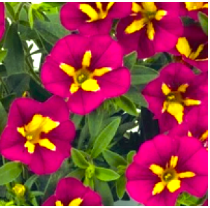 BUMBLE BEE ROSE